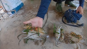 Vào Rừng Ngập Mặn Bắt Cua Biển | Thợ Săn Cua Biển Tập 33 | Catch Crab Sea #33
