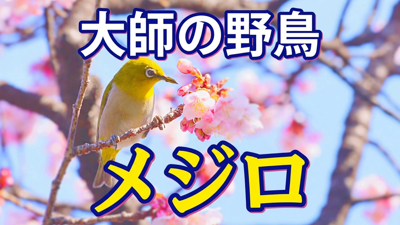 大師の野鳥 ヒヨドリ ムクドリ メジロ Youtube