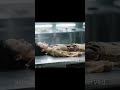 The Enigma of Xin Zhui--The World's Most Baffling Mysteries Finally Explained