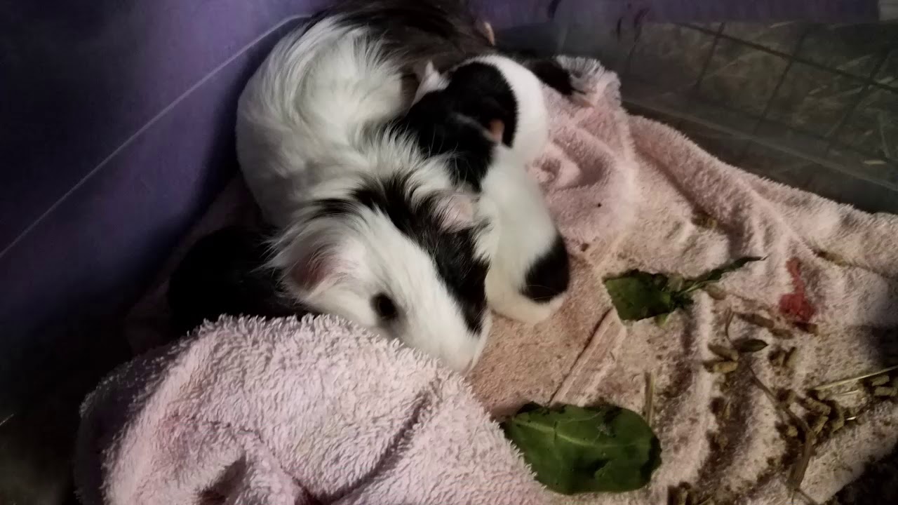 Guinea Pig Gives Birth To 3 Babies YouTube