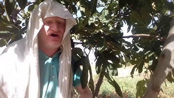 سورة التكاثر للقارئ عامر جبو