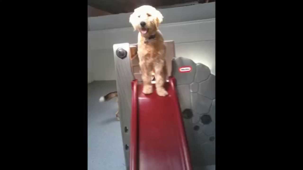 The Pet Lounge dog daycare, San Diego, CA