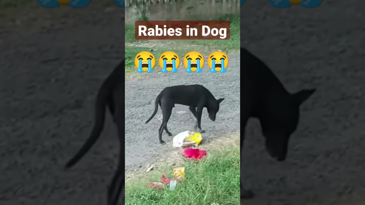 Rabies disease in dog 