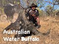 Australian Water Buffalo, Hunting Australia