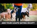 A Simple Guide to Feeding & Caring for Goats (+ meet our goats!)