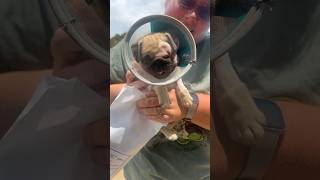 Meet our newest rescue pup, the pug puppy with one eye! #rescue #pug #caitiesfosterfam