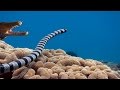 Sea Snake vs Moray Eel - Epic