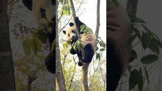 Panda Who Wins Your Heart? Unforgettable Bond