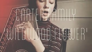 Wildwood Flower - Carter Family cover