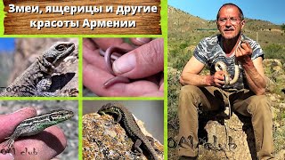 Змеи, ящерицы и другие красоты Армении. Snakes and lizards of Armenia