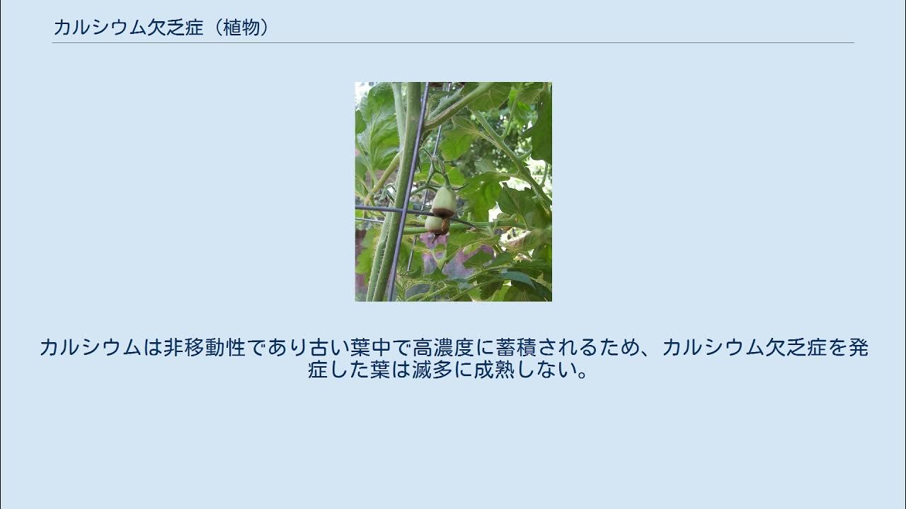 カルシウム欠乏症 (植物) YouTube