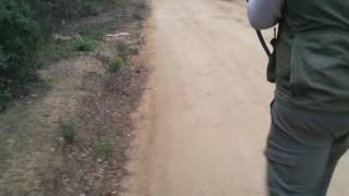 Caza de la liebre en Gerona...