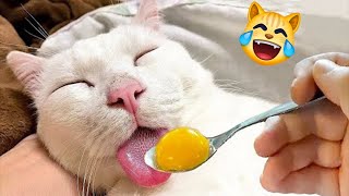 Funny Dogs And Cats Videos 2024 😅 Best Funniest Animal Videos Of The Month 🥰👌 #21