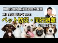 ペット防災・愛犬との同行避難に備える。命を守るための飼い主の責任とは？［パピークラス｜オンライン］