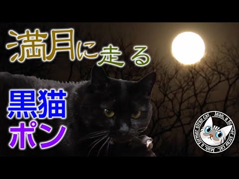 満月の夜に走り回る黒猫ポンちゃん ジャンくんもね Jean Pont 2409 21 2 27 保護猫ジャンけんポン Youtube