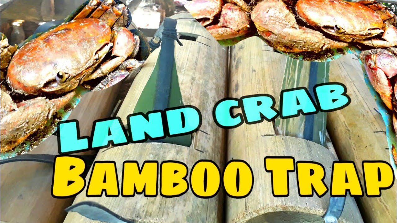 Paano manghuli ng Land Crab(KAGANG) gamit ang Bamboo trap (PAS-ONG) | BUHAY PROBINSYA