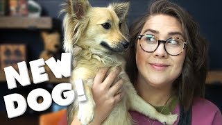 Meet Chica  New Puppy! (Monday Vlog)