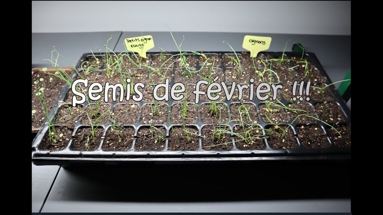 Semis de février au Québec !