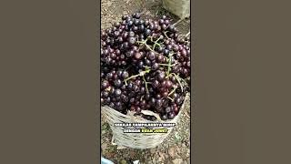 Buah Langka Lagi !!!! Buah Gowok atau Kupa