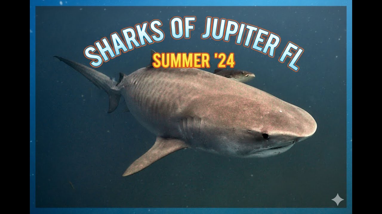 Sharks off Jupiter, FL Kyalami Charters Summer 24