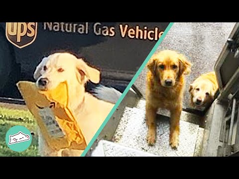 Video: UPS draiveris koplieto bildes no suņiem, kurus viņš ir radījis gar savu maršrutu