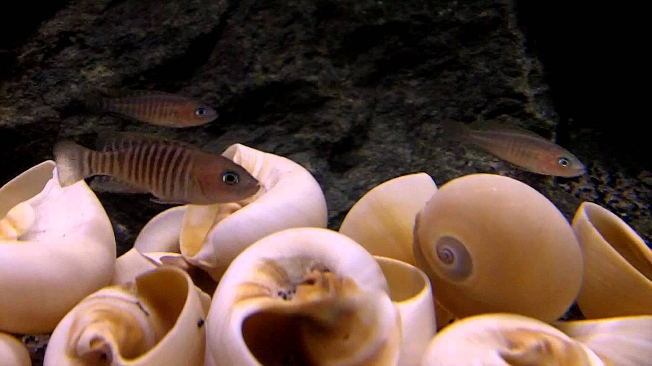 Multi Shell dwellers settling in YouTube