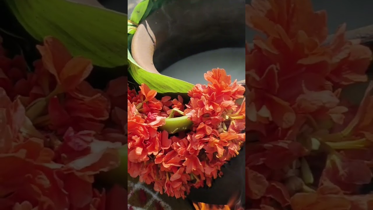 Today vlogs Pongal vibes ♥️🤗♥️