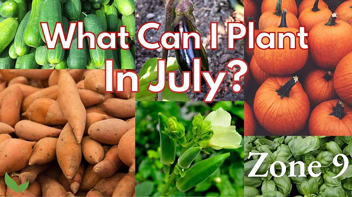 11 Vegetables & Herbs You Can Plant NOW in JULY! (Zone 9)