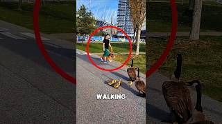 This Swan Didn't Let the Dog Get Close #animals #shorts