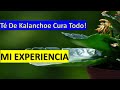 Té De Kalanchoe Cura Todo! - ¿Para Qué Sirve? -Jardinería InnJardin