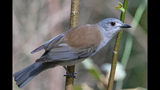 Grey shrike-thrush. The bush harmonica. by Plumes of Oz 1,628 views 4 months ago 11 minutes, 3 seconds