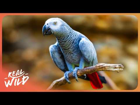 Understanding The Secret Language of Animals documentary thumbnail