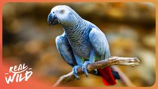 Understanding The Secret Language of Animals