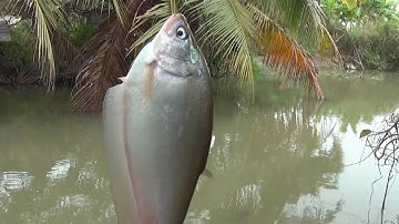 Câu cá thác lác. Dò điểm cả buổi,cuối cùng củng có thành quả/fishing| GÒ CÔNG TV