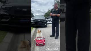 Koda the Fluff gets pulled over!!! Episode 1 with Clermont Police Dept.