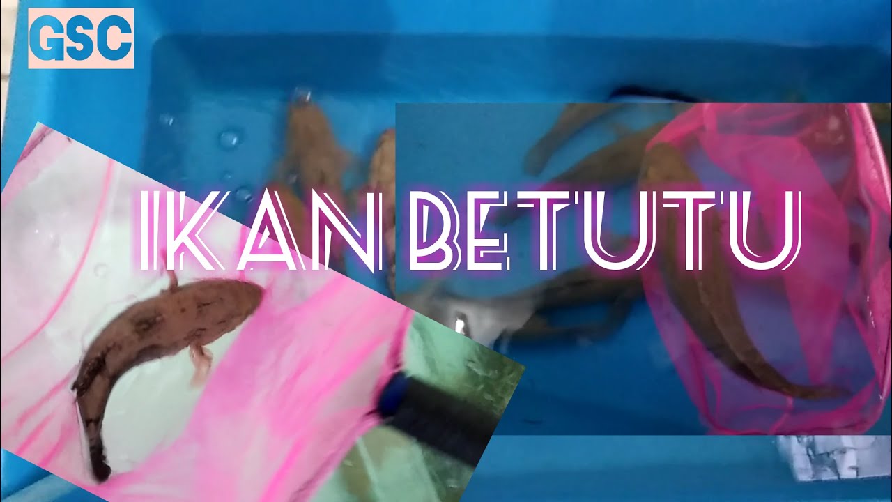 BUDIDAYA IKAN BETUTU 