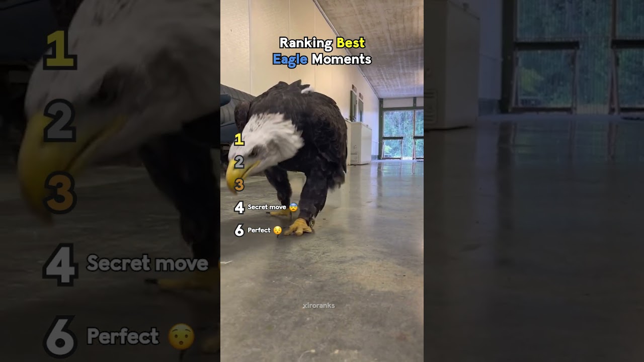 Ranking Best Eagle Moments