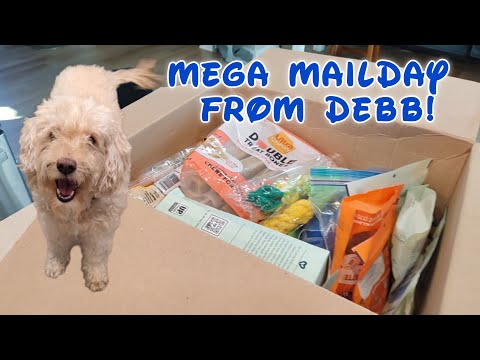 We Got a GIANT Surprise Box for Our Pup!