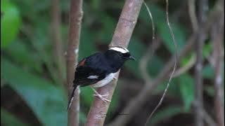White-browed Shama - Calling / Singing