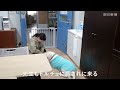 公立では珍しい学校犬「ドルチェ」、生徒に寄り添う　千葉・浦安の中学校