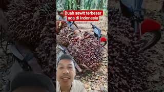 The Largest Palm Fruit In Indonesia farming palm trending harvesting palmoil farmers young