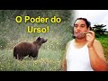 As Cartas Xamânicas, os Animais e seu Poder  O Urso!
