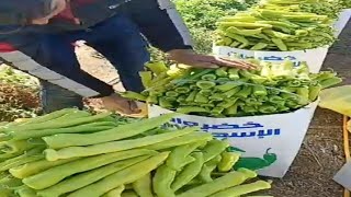 فرحة المزارعين فى لحظة جمع محصول الفلفل فى محافظة الاسماعيلية