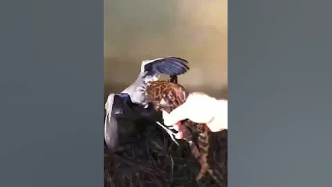 Лягушка чуть не съела утку