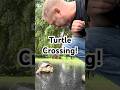 Turtle Crossing?!