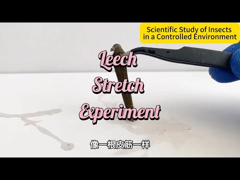 Leech Stretched to the Limit: How Long Can It Survive?