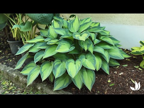 Vidéo: Puis-je cultiver Hosta à l'intérieur - Conseils sur la culture de Hosta en tant que plante d'intérieur