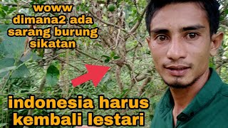 kicau mania harus lihat ini