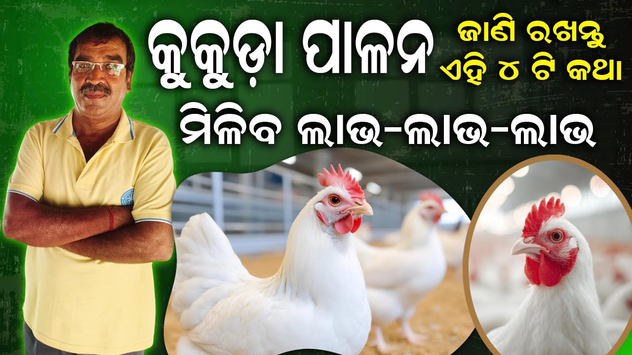 ଏକ ସୁନ୍ଦର କୁକୁଡ଼ା ଫାର୍ମ କେମିତି କରିବେ ? What is the right way to keep chickens healthy ?