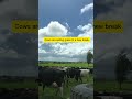 My only life diary in the dairy farm